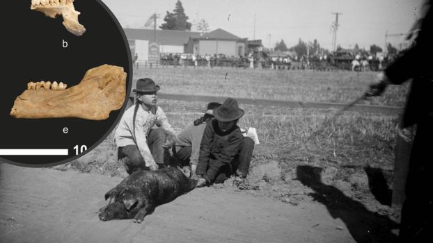 Historia chińskich migrantów w USA. Nowe badania w Chinatown, Los Angeles
